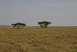 Serengeti plain, hunting ground for the cheetah